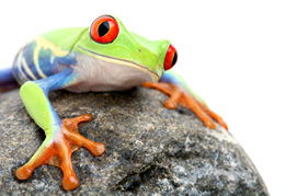 frog