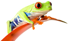 frog on leaf