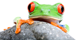 frog on stone