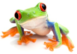 frog